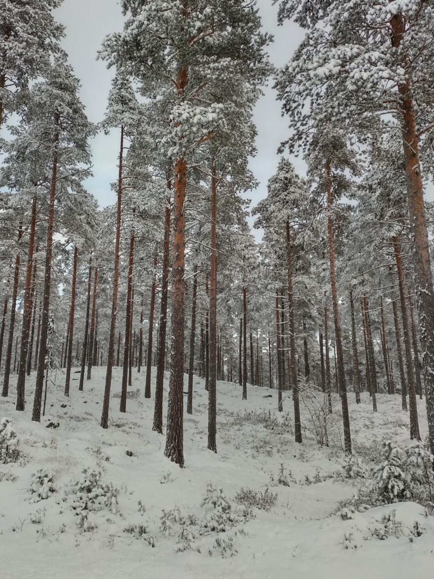 Villa Ka Stor Elvdal Koppang エクステリア 写真